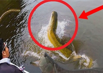 catching surprising animals in the dense forest with a strange wide net 118237