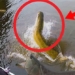 catching surprising animals in the dense forest with a strange wide net 118237