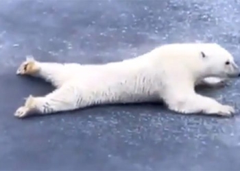 catching the ultimate bear skiing through the thin layer 123722