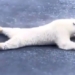 catching the ultimate bear skiing through the thin layer 123722