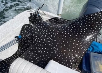 catfish nearly 200kg jumps onto boat 121871