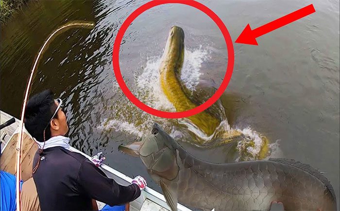The angler was extremely surprised to catch an Arowana.