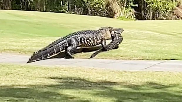 The giant alligator easily grabs its rival and drags it around.