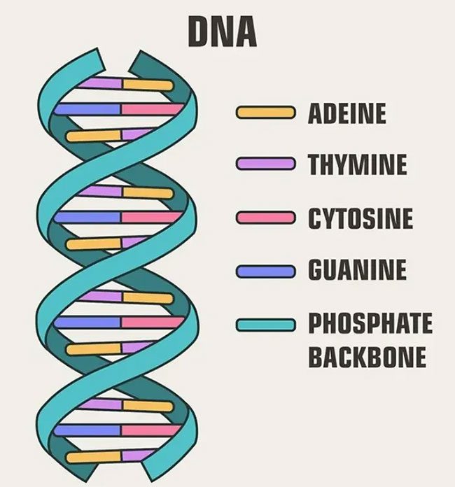 DNA Structure