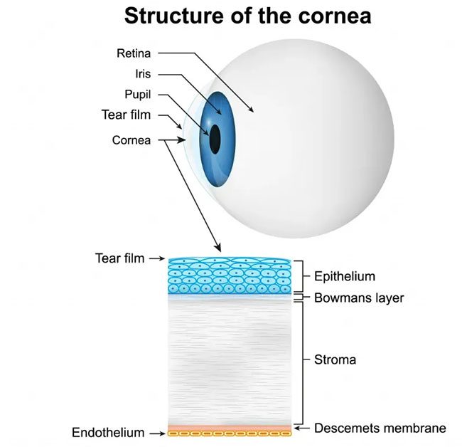 Structure of the cornea