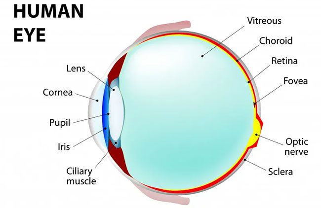The complex structure of an eye