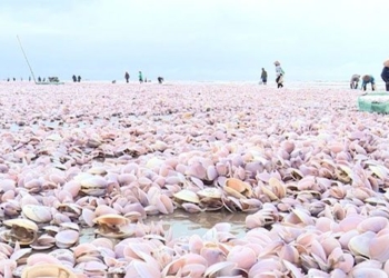 causes of catfish dying in nam dinh from a scientific perspective 123347