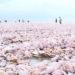 causes of catfish dying in nam dinh from a scientific perspective 123347