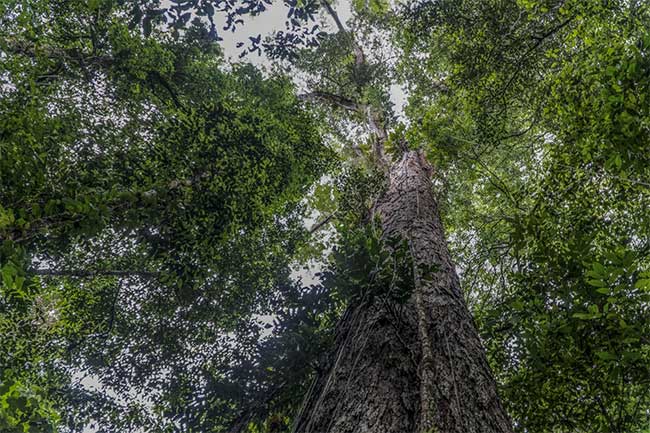 The Angelim Vermelho tree is the tallest ever found in the Amazon rainforest