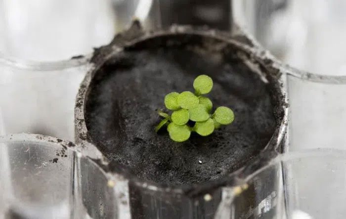 Arabidopsis thaliana growing in lunar soil.