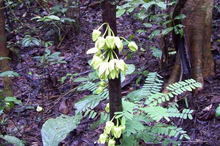 The Uvariopsis dicaprio tree.