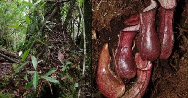 Scientists discover a carnivorous plant that traps prey underground in Indonesia.