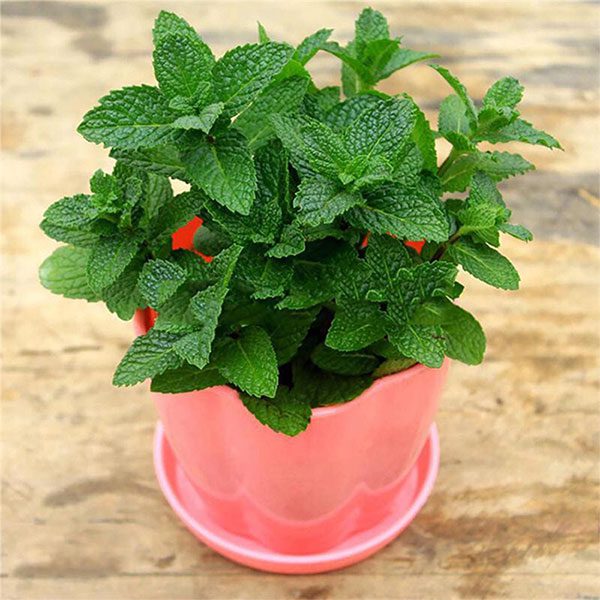 Mint