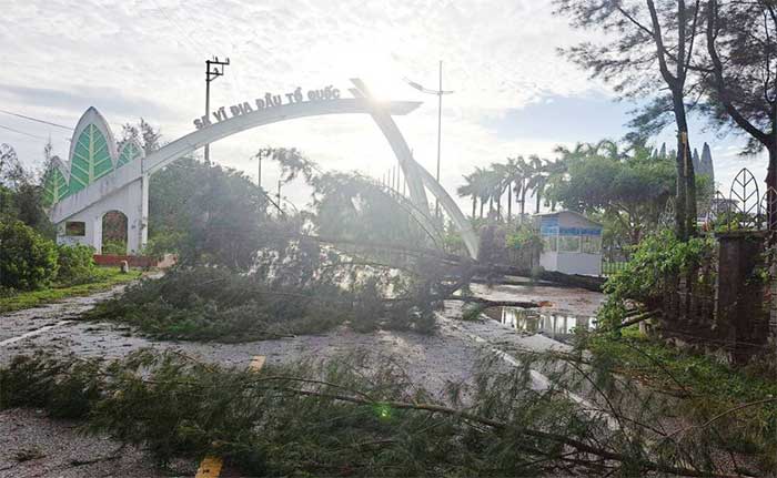 Many 1-2 year old pine trees near the entrance to Sa Vi Cape were also blown down.