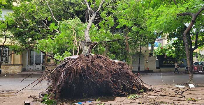 An uprooted phoenix tree lies across from the Hai Phong Department of Culture and Sports.