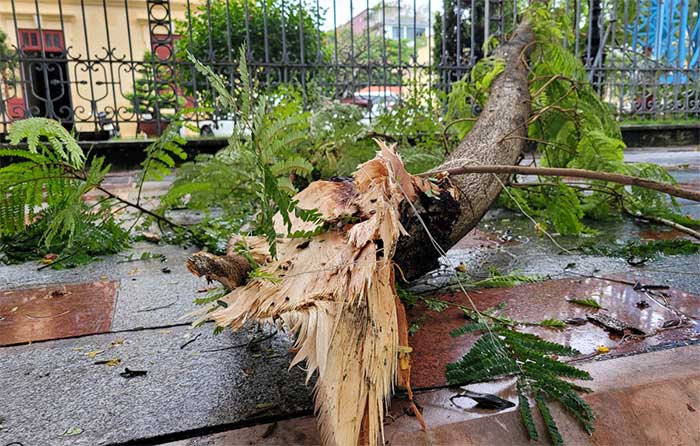 After the storm, many branches of the phoenix tree in Hong Bang District were broken.