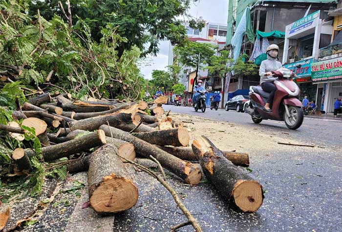 Early this morning, urban workers were cutting and clearing fallen trees.