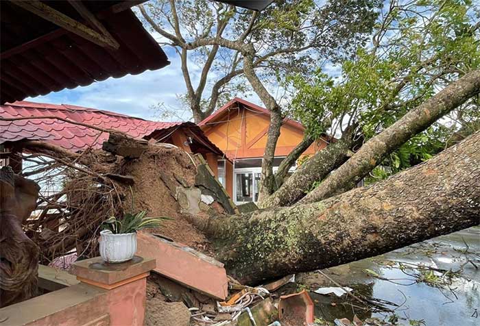 A 50-year-old mahogany tree, one meter in diameter, uprooted and blocking the road.