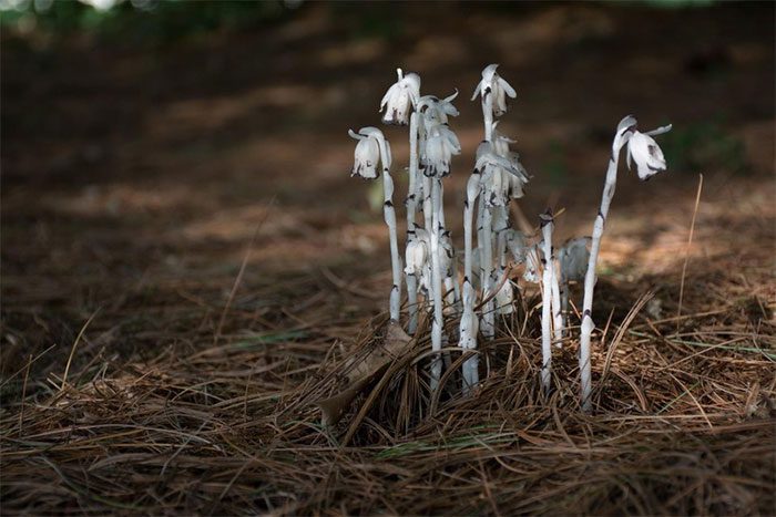They extract nutrients from root fungi to grow.
