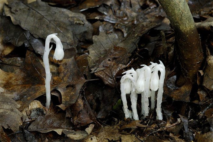 The ghost plant is opaque white.