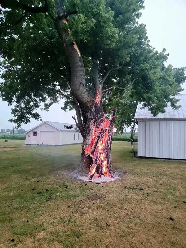 Astonishing moment a tree burns from the inside, resembling a gateway to hell