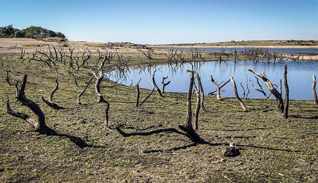 Remains of ancient trees revealed at Colliford Lake reservoir in Cornwall, England.