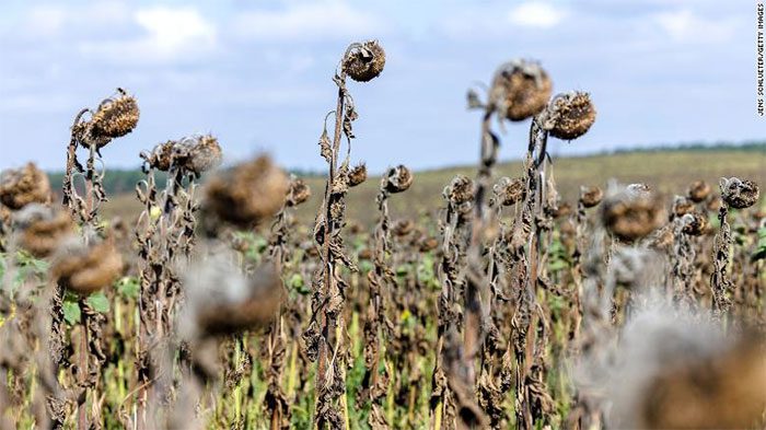 Drought is causing plants to wither in many parts of the world.