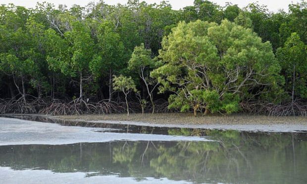 The lunar oscillation causes mass tree deaths in Australia