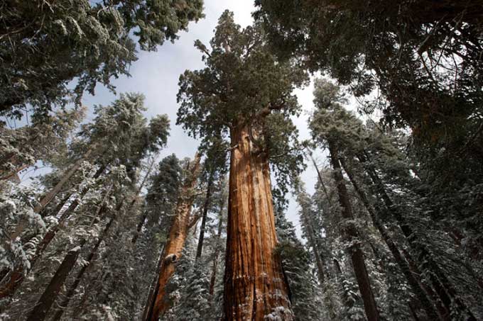 Giant sequoias in an old-growth forest in California.