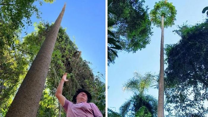 Papaya tree nearly as tall as a five-story building.