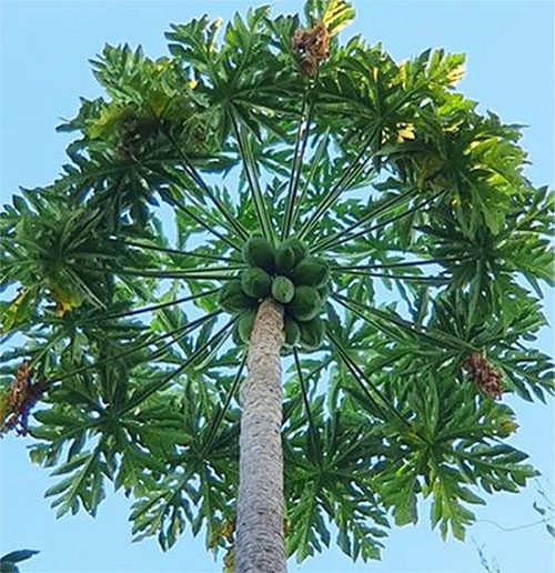 Papaya tree reaching a height of 14.5 meters.