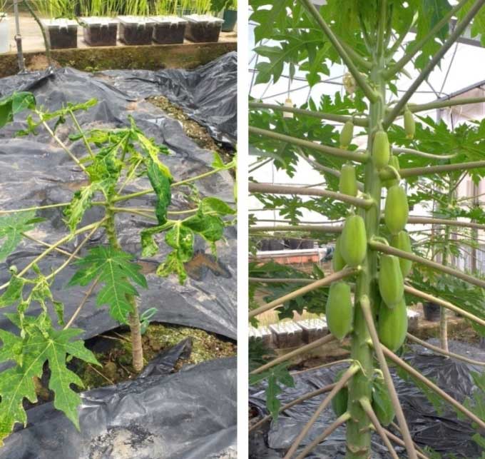 WT papaya (left) and gene-edited papaya (right) after PRSV infection