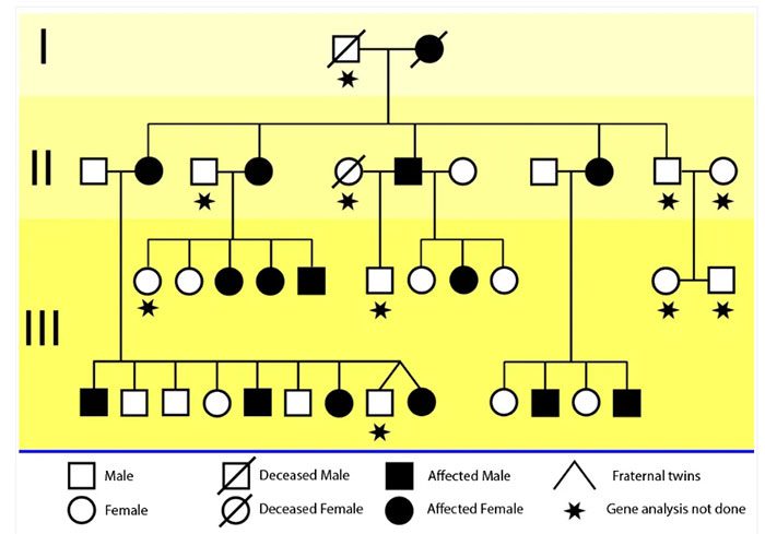 The KE family tree across three generations.