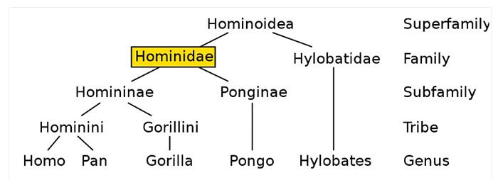 The Hominidae family tree shows humans (Genus: Homo) diverging from chimpanzees (Genus: Pan) approximately 7-8 million years ago