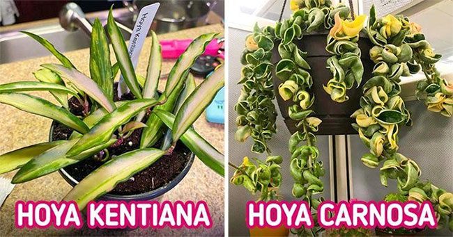 Hoya