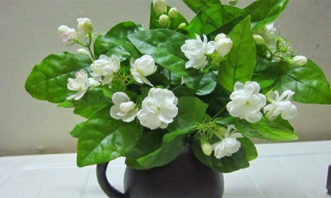 Jasmine