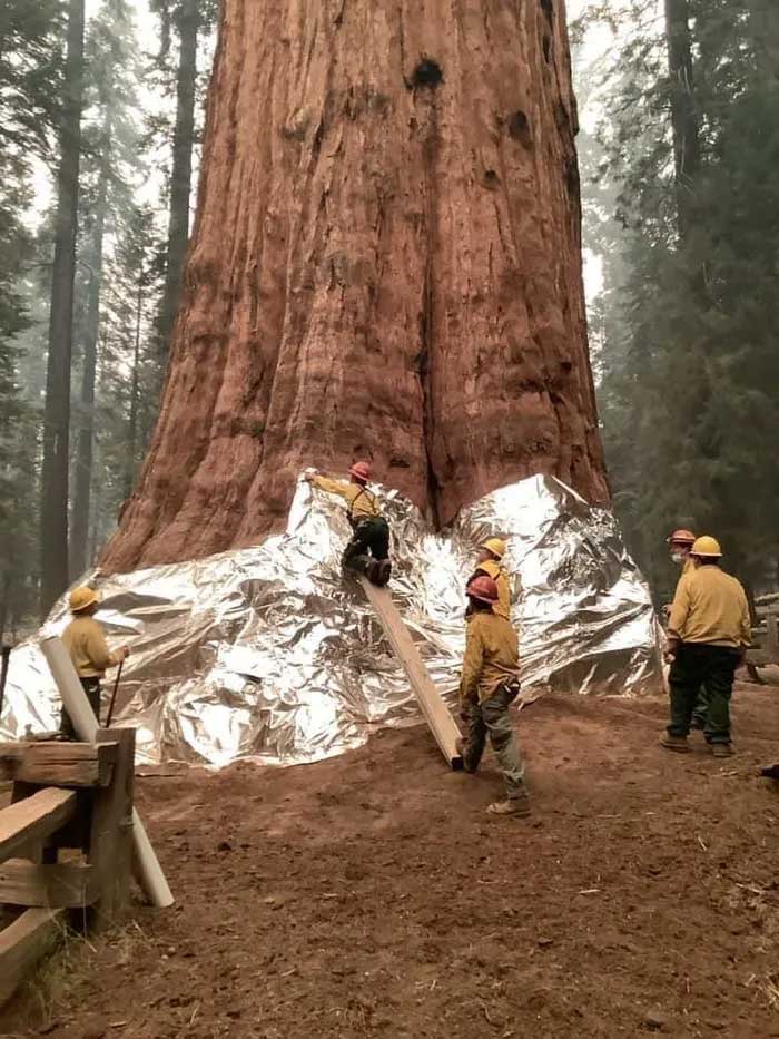 General Sherman Tree.