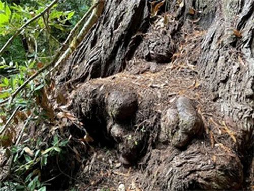 The base of the Hyperion tree has deteriorated due to visitor trampling, and surrounding ferns have also disappeared.