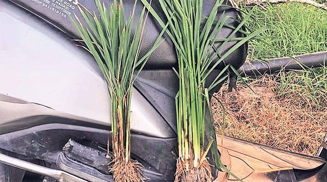 Infected rice plants wilting and stunted.
