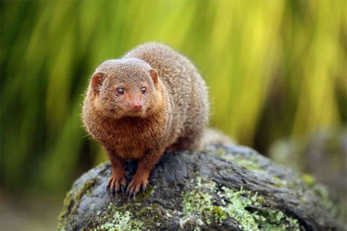 Dwarf Mongoose