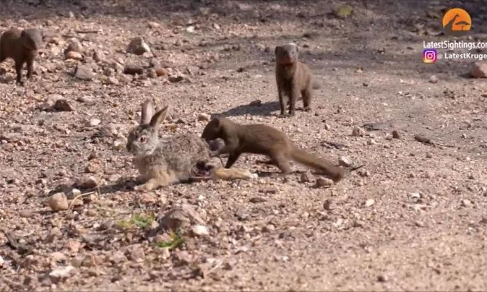 Interestingly, the meerkats took turns attacking the wild rabbit.