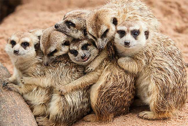 Meerkats teach their young in a unique way.