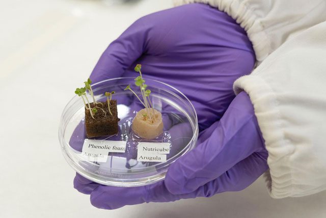 1 gram of hair can "nourish" 3 medium-sized growing plants