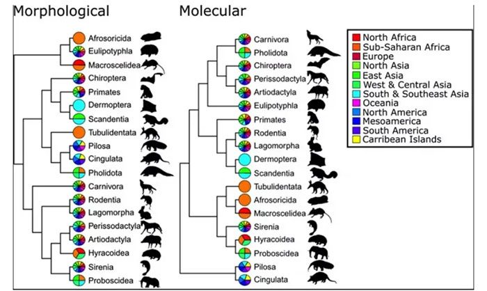 Molecular tree