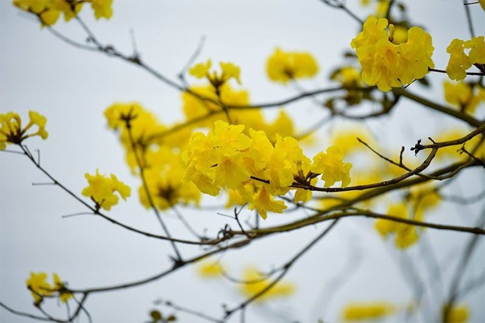 Striking beauty of the golden trumpet tree.