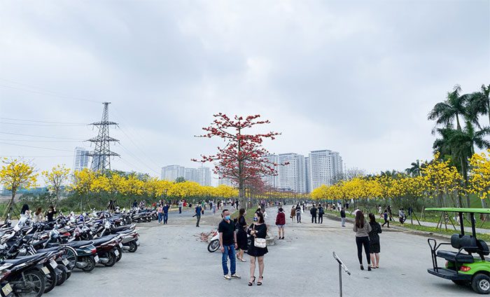 The golden trumpet tree is a sunlight-loving plant.
