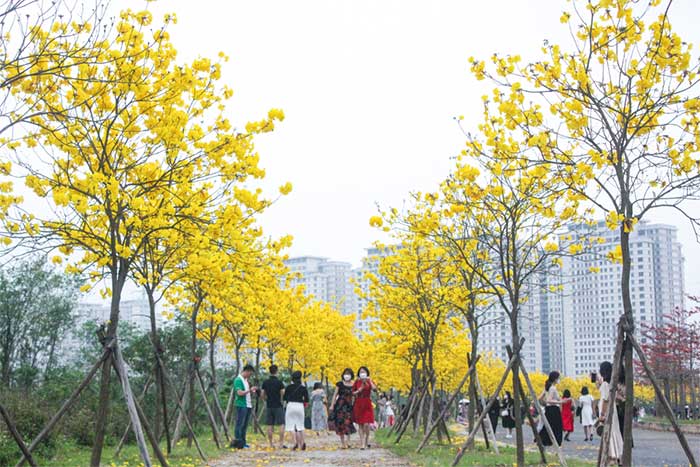 The tree is planted for landscaping and air purification.