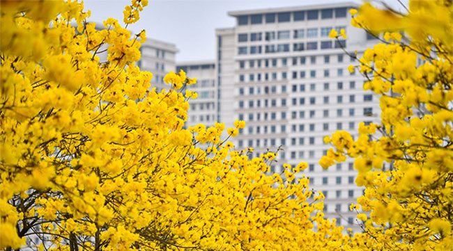 Striking beauty of the golden trumpet tree.