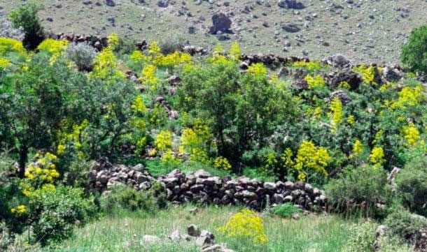 A population of "miraculous" silphion in Turkey, a dream for many ancient traders