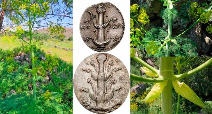 Modern Silphion plant in Turkey and its depiction on an ancient artifact